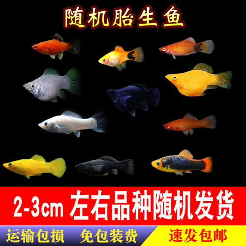 玛丽球鱼胎生皮球黑白黄玛丽米奇月光红剑观赏活体小型孔雀包活邮 - 图0