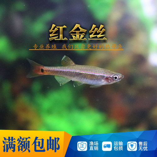 白云金丝鱼原生鱼长尾红尾黄化金丝斑马冷水淡水观赏活体灯科群游 - 图0