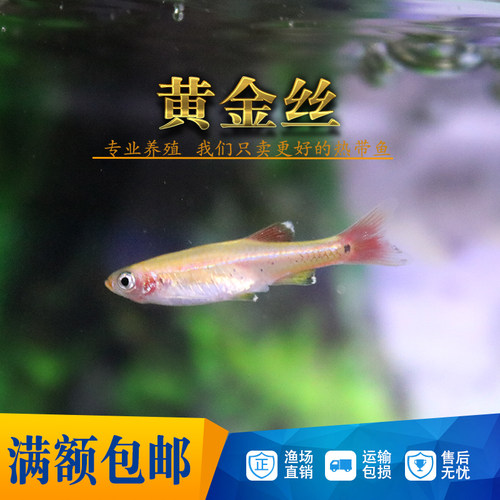 白云金丝鱼原生鱼长尾红尾黄化金丝斑马冷水淡水观赏活体灯科群游 - 图1