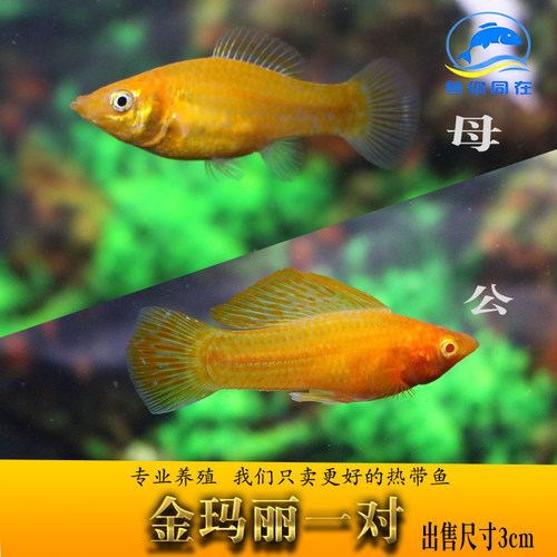 玛丽球鱼胎生皮球黑白黄玛丽米奇月光红剑观赏活体小型孔雀包活邮 - 图2