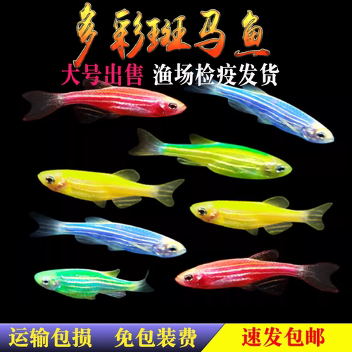 大号荧光彩色红蓝斑马鱼蝶翼长尾长鳍活体冷淡水练手小型热带观赏 - 图0