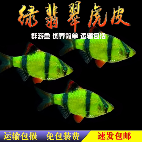 虎皮鱼绿虎皮蓝荧光金虎皮四间小型热带观赏鱼活体草缸鱼群游包邮 - 图1