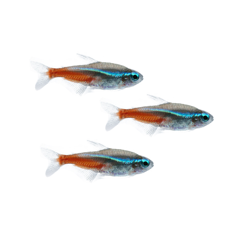 红绿灯小型灯科鱼孔雀鱼热带观赏鱼淡水宝莲灯鱼活体斑马鱼群游鱼 - 图3