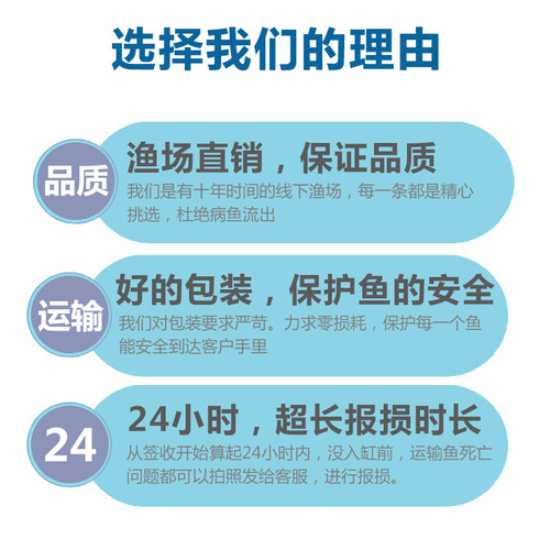 三湖慈鲷鱼马鲷蓝阿里非洲黑线王子蓝斑马热带观赏鱼活体小型淡水 - 图2