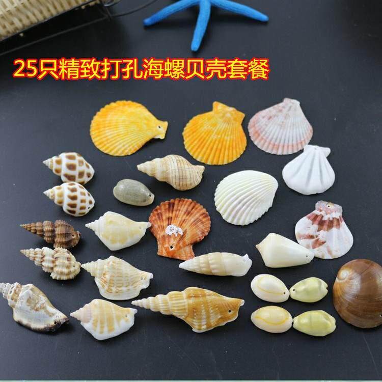  晶嘉悦海螺/贝壳/珊瑚