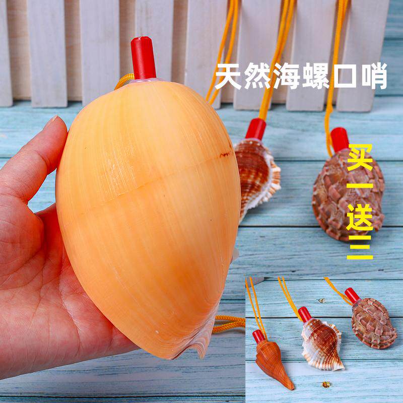 晶嘉悦海螺/贝壳/珊瑚