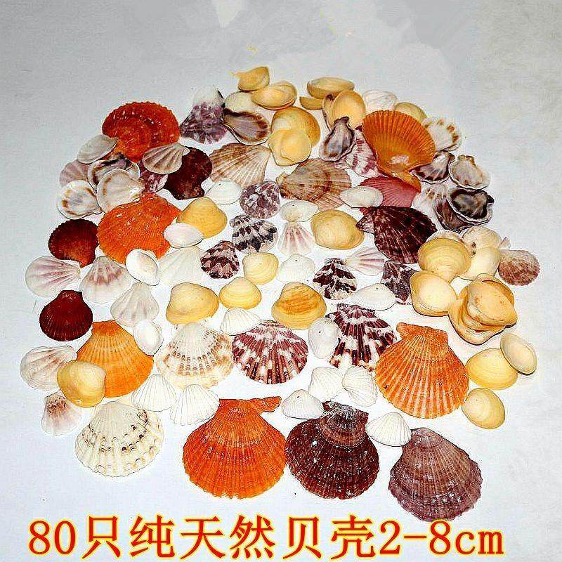  晶嘉悦海螺/贝壳/珊瑚
