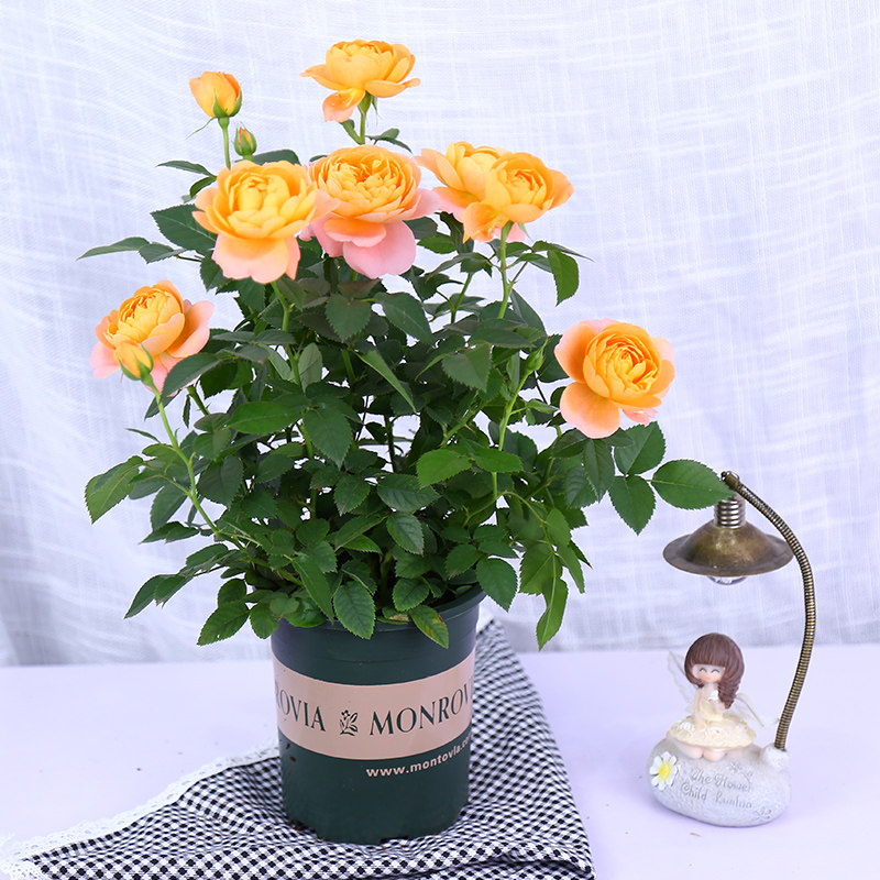 耐寒植物果汁阳台月季中大花欧月南北方适合多年生大苗灌木花苞多,淘宝优惠券,粉丝福利购,淘宝优惠卷