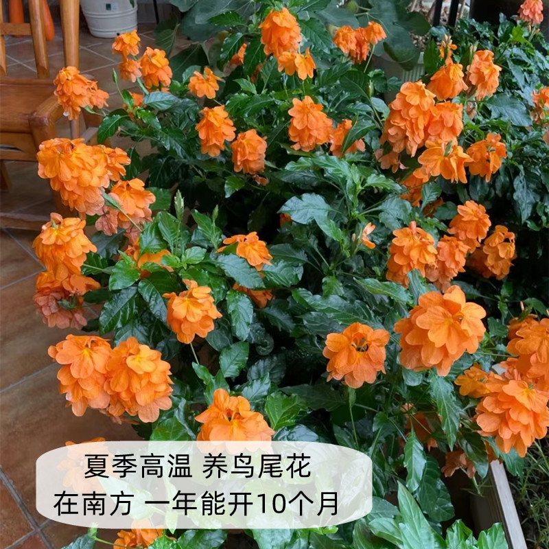 鸟尾花盆栽阳台花园楼顶木本开花植物带花发客厅室内好养耐热耐晒 - 图1