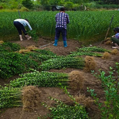 刺树苗枸橘篱笆栅栏铁篱寨嫁接砧木护院子壳刺树苗枳壳枸橘 - 图1