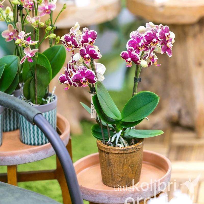 精品蝴蝶兰盆栽基地直销鲜花带花苞花箭室内阳台绿植四季好养易活,淘宝优惠券,粉丝福利购,淘宝优惠卷