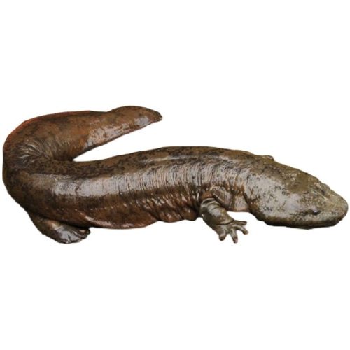 2.5斤一条娃娃鱼鲜活食用活体生鲜大鲵宠物水产淡水鱼肉质鲜美 - 图3