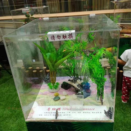 蝴蝶标本展 昆虫展 活体昆虫展 施工标本馆施工博物馆 蝴蝶馆 - 图2