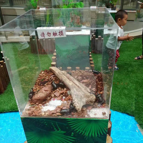 蝴蝶标本展 昆虫展 活体昆虫展 施工标本馆施工博物馆 蝴蝶馆 - 图3