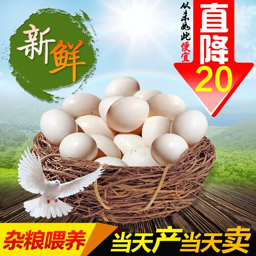 【现货即发】30枚精选鸽子蛋顺丰包邮新鲜散养土鸽蛋白鸽蛋信鸽蛋 - 图3