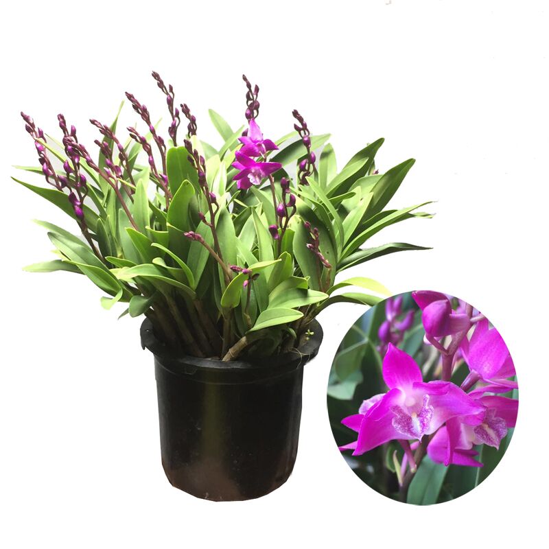 澳洲香水石斛澳洲石斛兰花苗冬带浓香花苞室内绿植盆栽