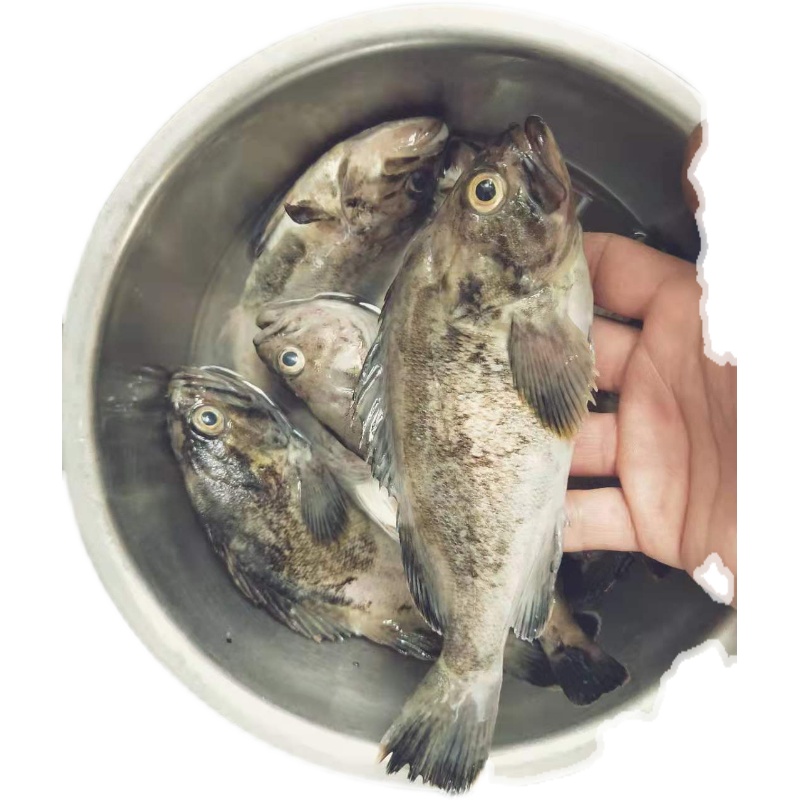 大连黑鱼海鱼山东黑头鱼海鲈鱼科黑裙鱼冰冻货二斤小鱼下奶做鱼汤 - 图3