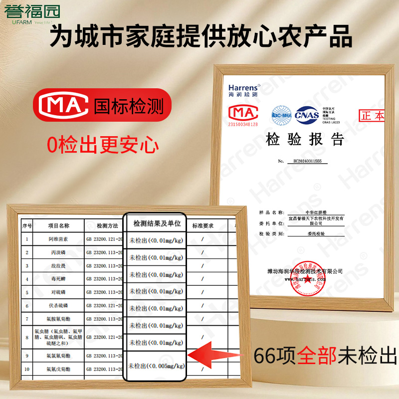 血橙新鲜水果秭归中华红橙子10斤当季整箱大果南赣脐红心甜果冻橙