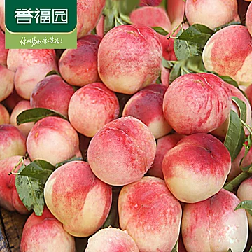 【誉福园】当季新鲜现摘水蜜桃大果5斤