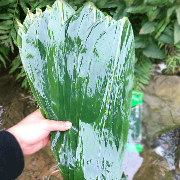新鲜真空包装端午节粽叶粽子叶箬竹叶非芦苇叶粽子圆糯米江米_虎窝淘