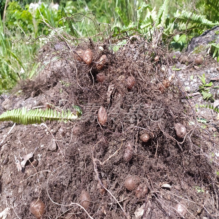 野生石黄皮肾蕨果新鲜地鸟蛋农村现挖凤凰蛋蜈蚣草果马骝卵圆羊齿-图2