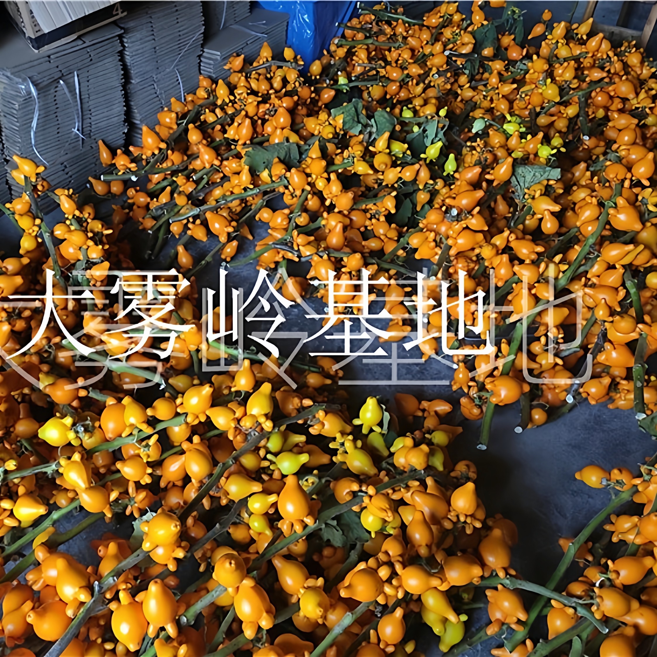 正宗黄金果鲜花五代果新鲜五代同堂枝条装饰摆件年花装饰鲜切花材,淘宝优惠券,粉丝福利购,淘宝优惠卷