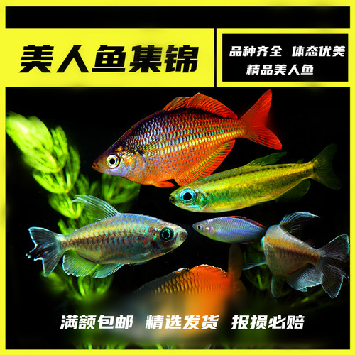 热带观赏灯科鱼刚果苹果鸽子美人电光彩虹绿刚果石美人活体群游 - 图0