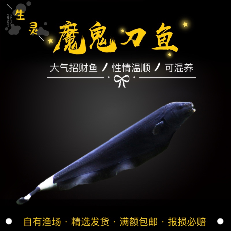 热带鱼好养易活的羽毛鱼魔鬼刀鱼草缸鱼活体淡水水族中型鱼观赏鱼 - 图0