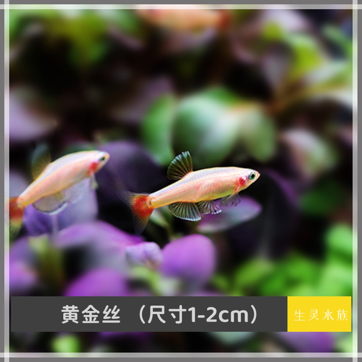 白云黄瑰丽金丝鱼活体小型原生鱼冷水不加温观赏原生淡水红尾灯科