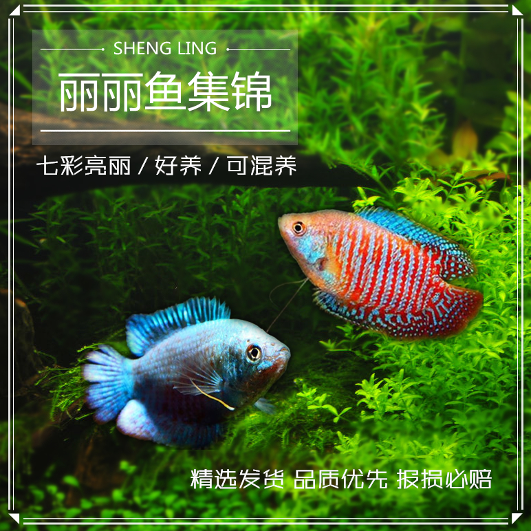 红蓝丽丽七彩鱼黄蓝曼龙吃蛋白虫珍珠马甲活体小型热带观赏鱼包邮 - 图0