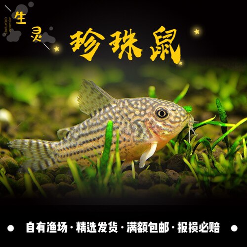 珍珠鼠鱼黄翅珍珠鼠观赏鱼鼠鱼底层鱼吃残渣工具鱼熊猫鼠淡水草缸 - 图0
