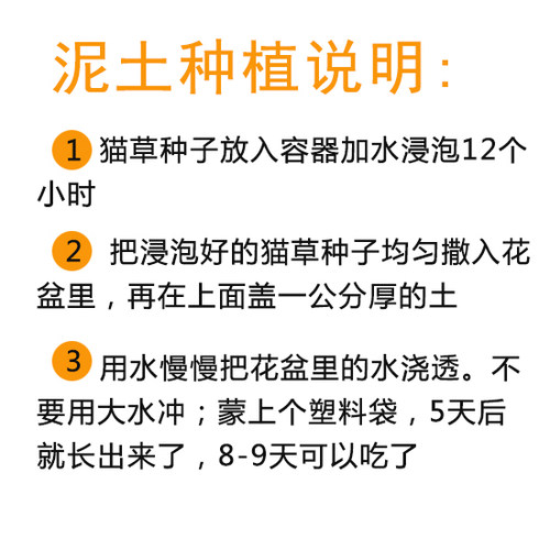 有机猫草种子 大麦草 500克1万粒以上去毛球助消化买二送一 包邮 - 图1