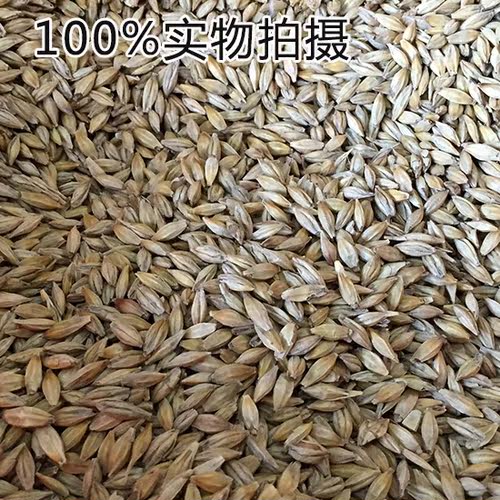 有机猫草种子 大麦草 500克1万粒以上去毛球助消化买二送一 包邮 - 图0