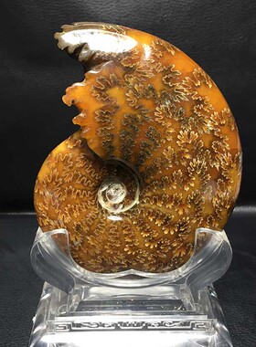 天然鹦鹉螺化石家具办公摆件