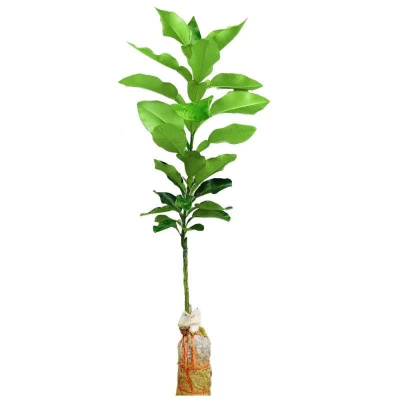 泰国新品种暹罗红柚红皮红肉香水红柚子新款水果树柚子苗,淘宝优惠券,粉丝福利购,淘宝优惠卷