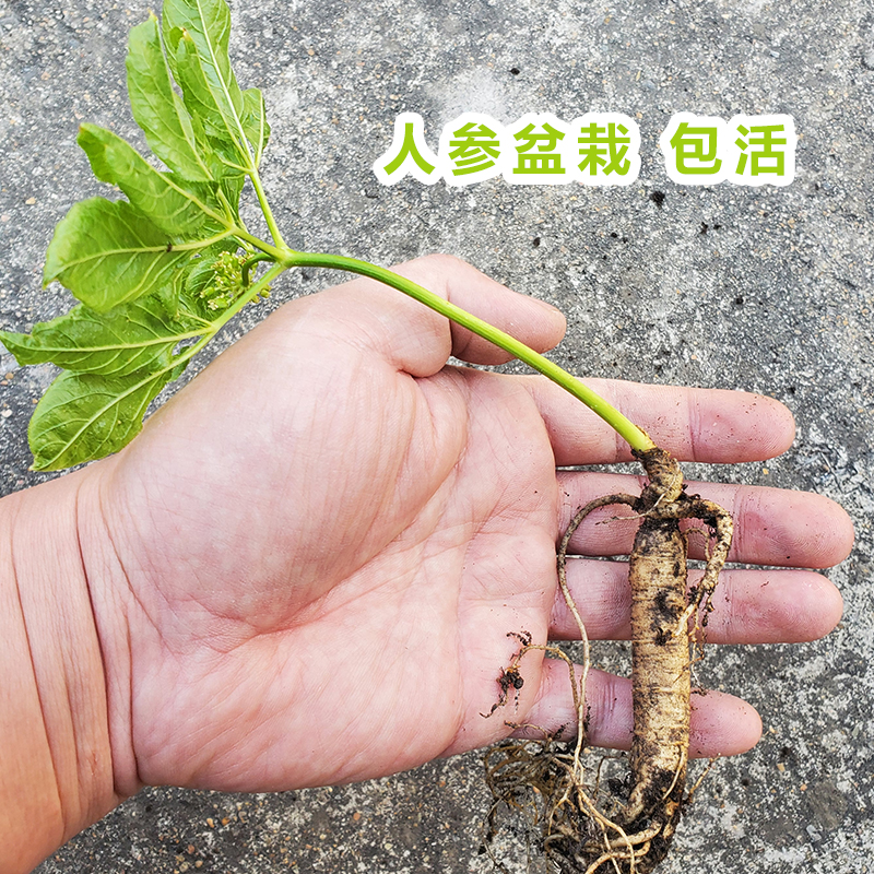 人参活苗长白山人参苗子盆栽种植苗室内带盆带土野山参种苗人参果 - 图2