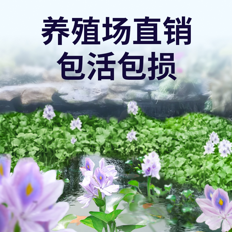 水葫芦浮萍水草鱼缸鱼池水上植物和鱼共养冒泡净化水质养鱼水芙蓉 - 图3