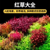 Водные растения сажают рыбную аквариуму экологический ландшафтный дизайн, нынешняя рыба, нынешняя негативные зеленые растения Восхождение на жемчужную гидропонную воду орхидеи