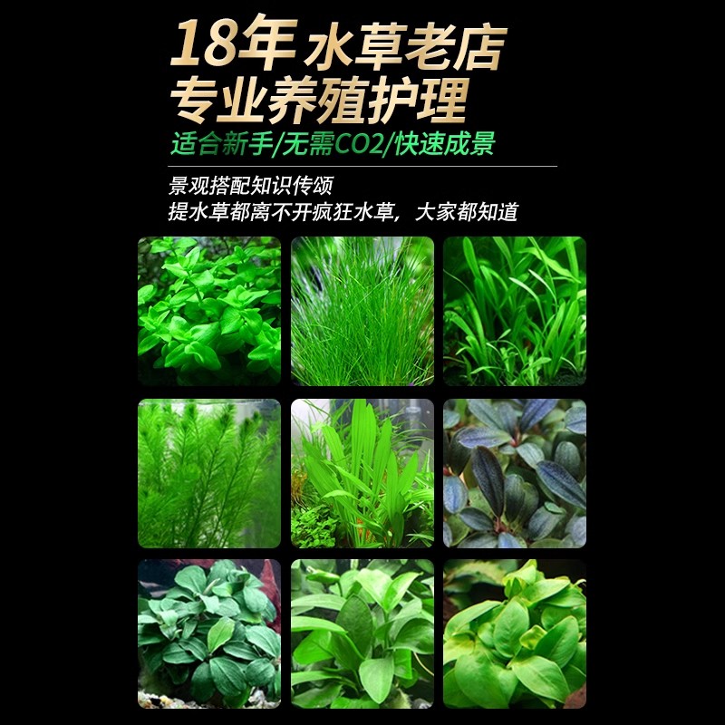 莫斯树成品水草生态观赏鱼缸造景真植物水培阴性沉木养鱼造景套餐-图1