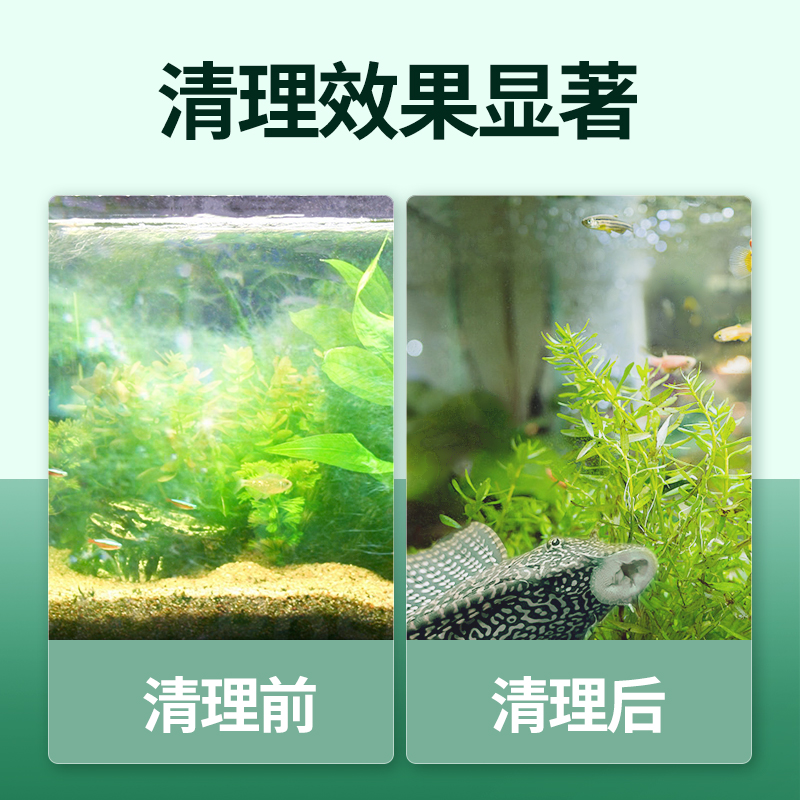 清道夫鱼缸清洁工金苔鼠观赏鱼耐活热带冷水吃粪便藻类工具鱼