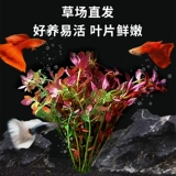 Водные растения сажают рыбную аквариуму экологический ландшафтный дизайн, нынешняя рыба, нынешняя негативные зеленые растения Восхождение на жемчужную гидропонную воду орхидеи