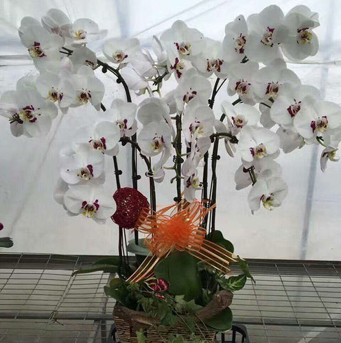特级蝴蝶兰盆栽花苗大苗当年开花室内客厅桌面四季花卉植物包邮 - 图0