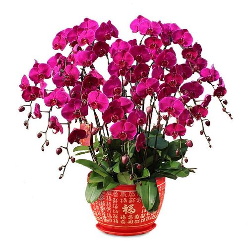 特级蝴蝶兰盆栽花苗大苗当年开花室内客厅桌面四季花卉植物包邮 - 图1