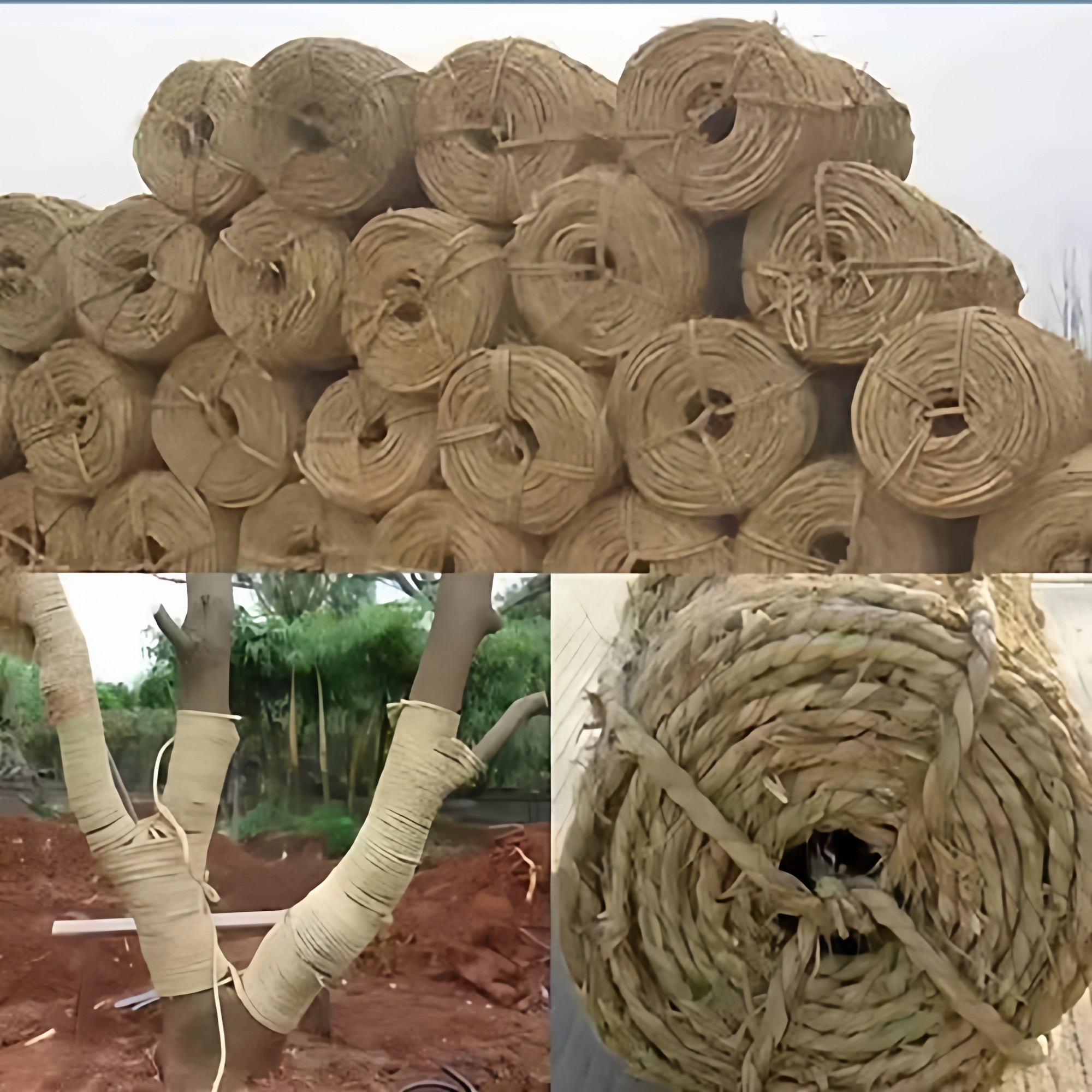 草绳稻草绳园林花木移栽包扎捆绑树木草绳子仿寒保暖加厚裹树布批,淘宝优惠券,粉丝福利购,淘宝优惠卷