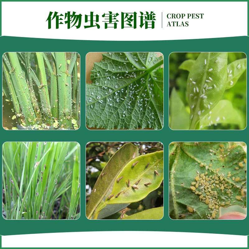 沪联火红巧歼组合吡虫异丙威+噻虫吡蚜酮白粉虱稻飞虱蚜虫杀虫剂-图1