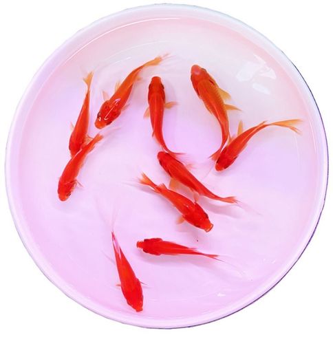 小黑鱼淡水鱼观赏鱼鱼苗活体黑鱼活鱼锦鲤鱼冷水鱼好养的金鱼小鱼 - 图2