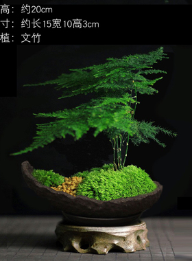 文竹盆栽室内桌面耐阴好养办公室创意日式小盆景茶桌茶台茶室植物