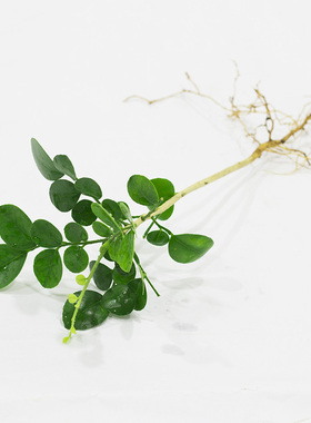 九里香袖珍椰子竹柏罗汉松办公桌室内水培植物绿萝水培土培吸甲醛