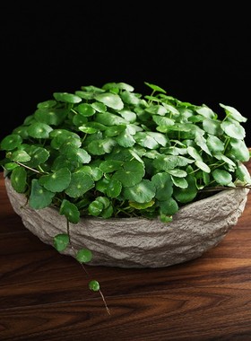 水仙花铜钱草水培花盆水养的仿石头盆景碗莲睡莲个性创意陶瓷无孔