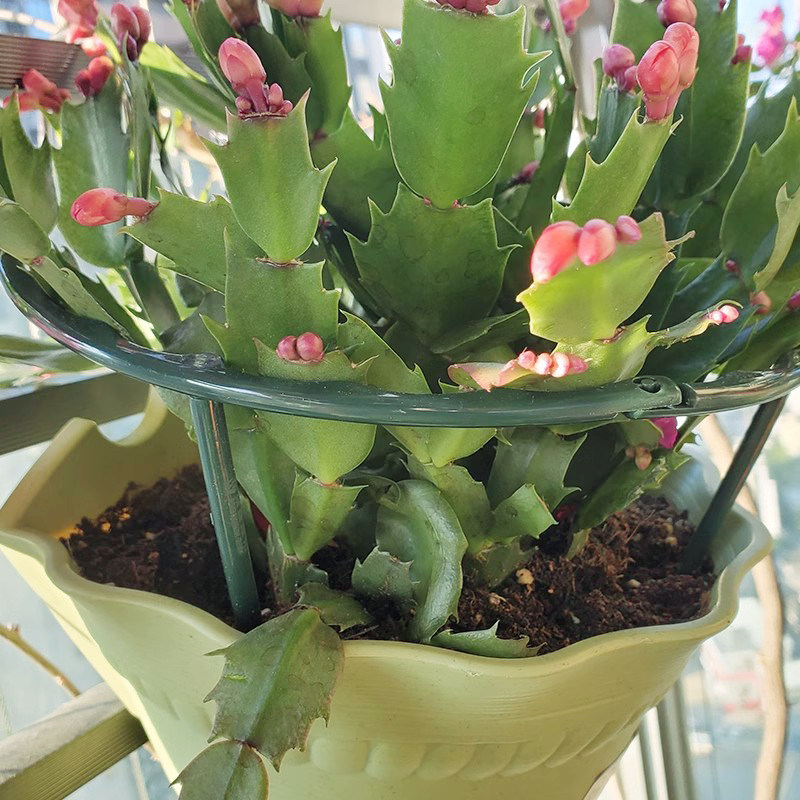 单层可连接盆栽花支架圆圈蟹爪兰绣球固定防倒伏护叶护根茎支撑架,淘宝优惠券,粉丝福利购,淘宝优惠卷